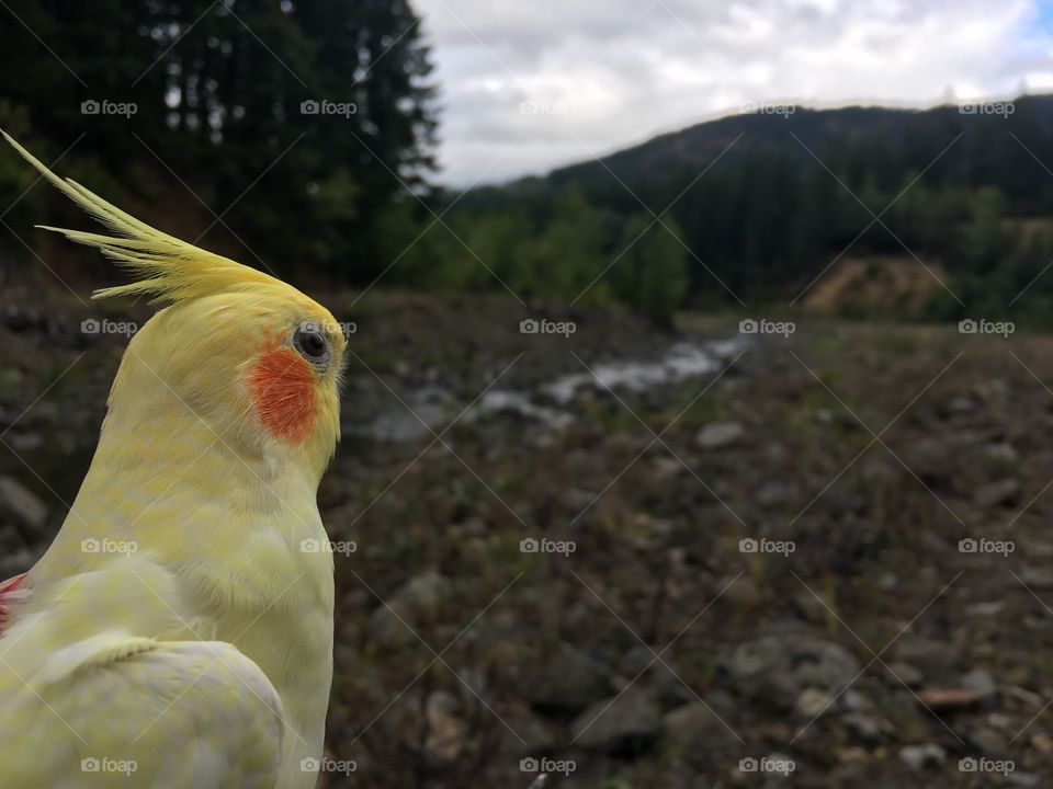 Hiking with a cockatiel in Easton, WA 
