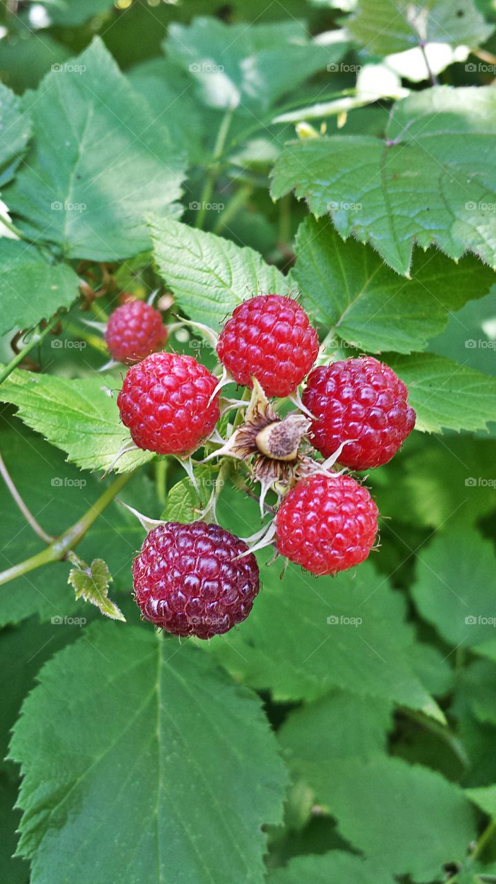 Wild Blackberries. Berry Picking
