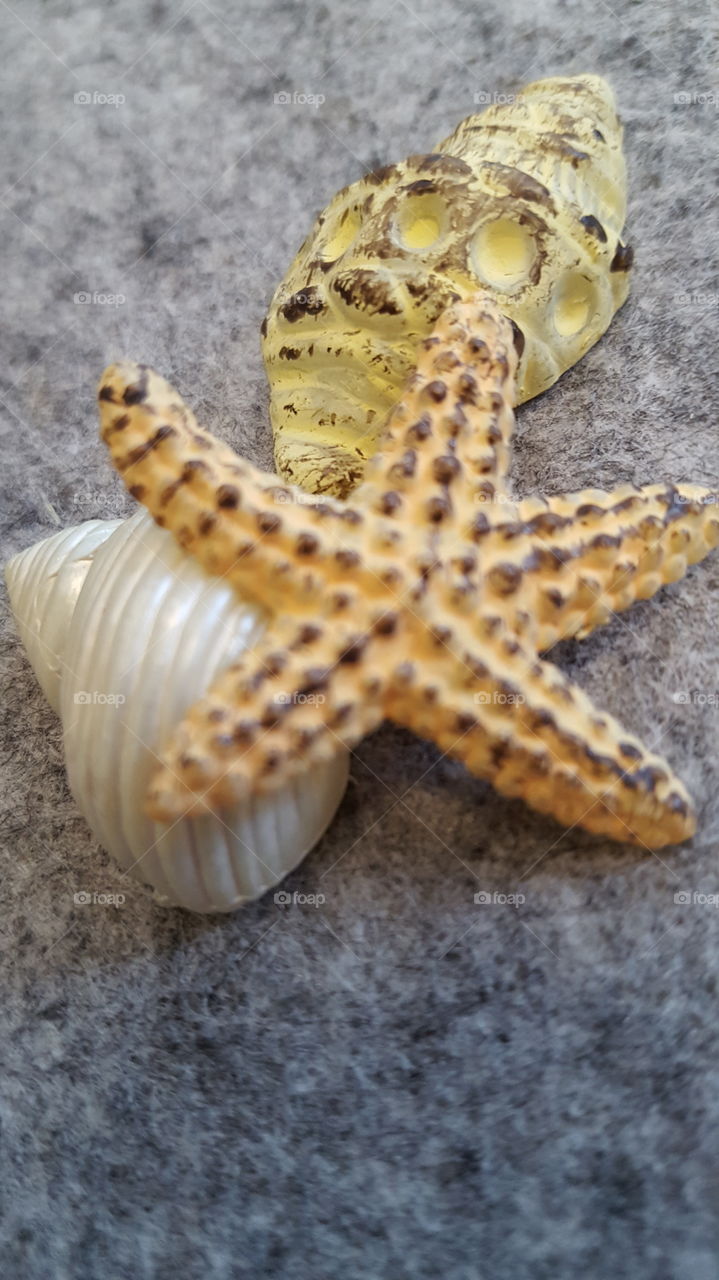 starfish