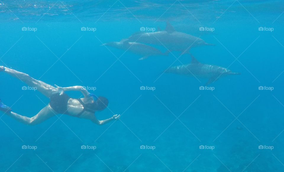 Swimming with Dolphins