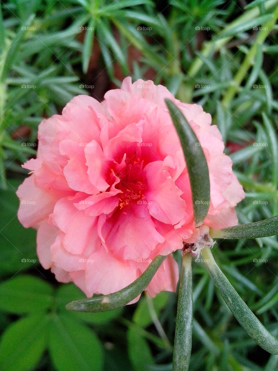 Vietnam rose