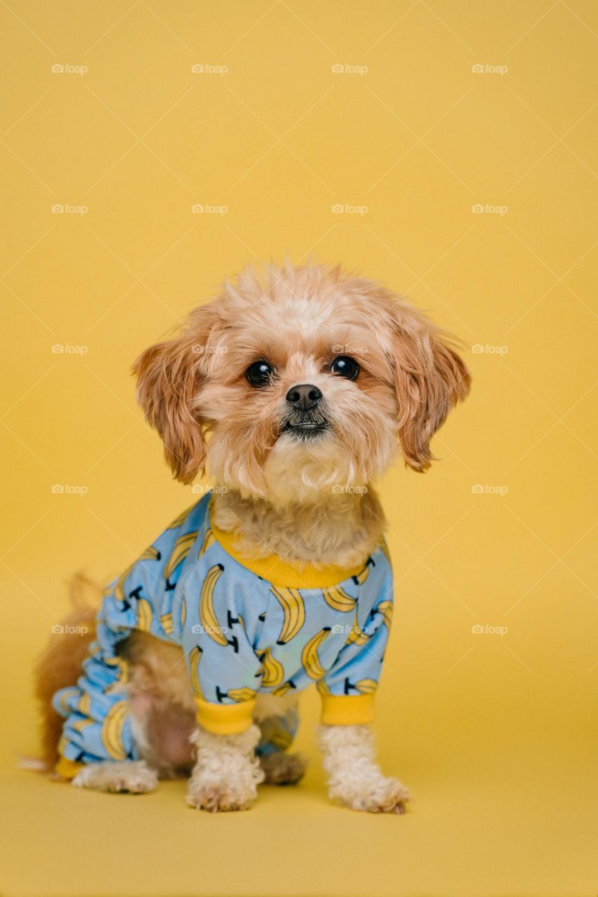 super cute brown baby dog