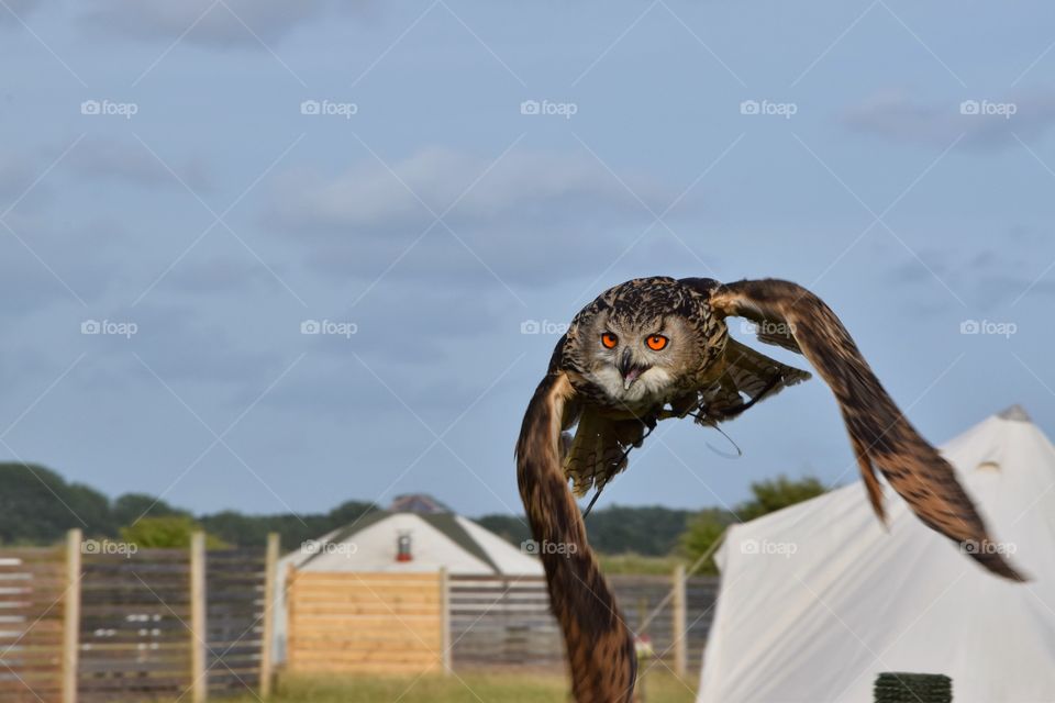 Eagle Owl in flight
