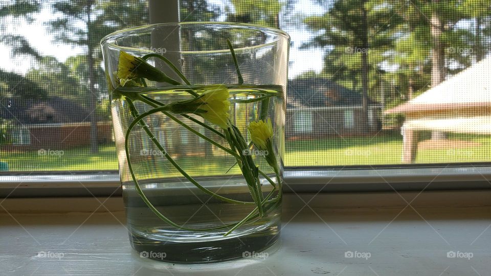 vaso con flores en agua ,diente de león una planta que ex

una planta que tiene propiedades muy buenas.