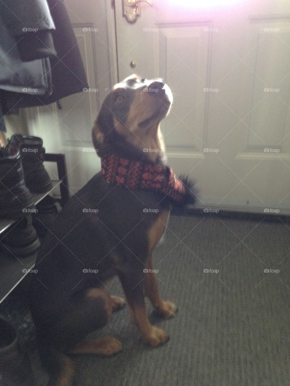 Adorable autumn dog in a dashing scarf us dressed for the chilly weather on the much anticipated walk to the park!