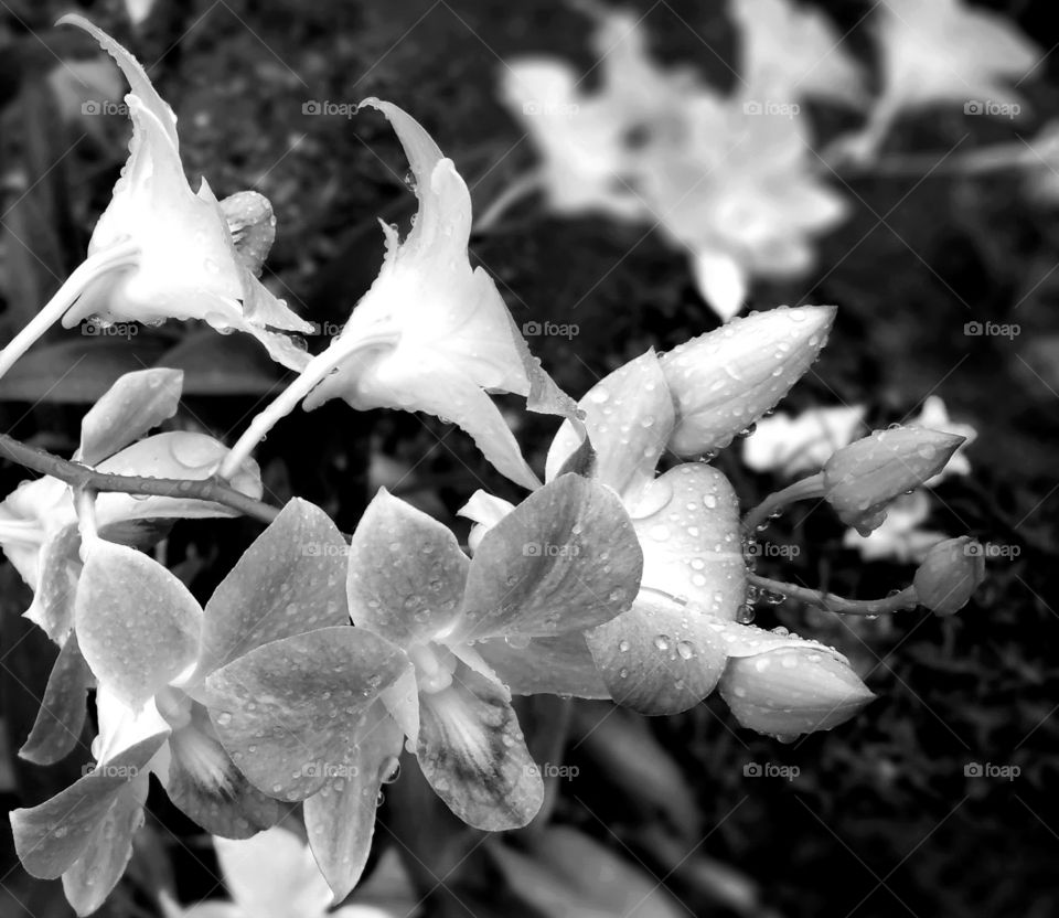 Black and white orchids