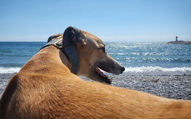 Greyhound