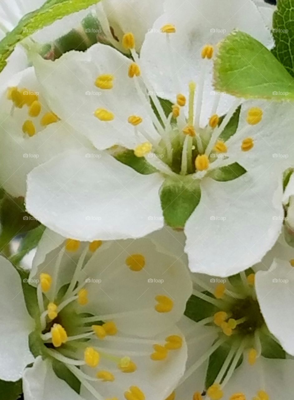 Close-up of a apple Blossom