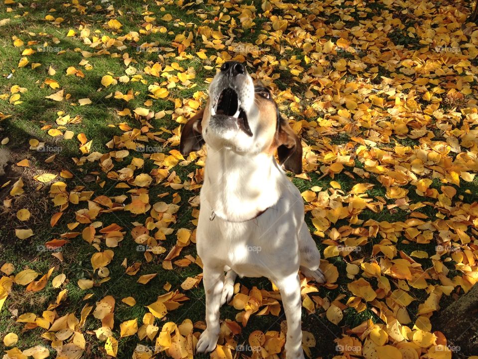 No Person, Fall, Leaf, Outdoors, Nature