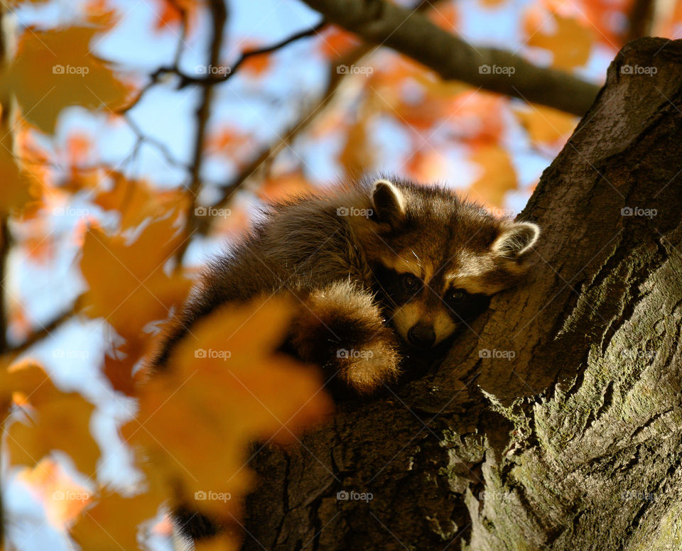 Tired raccoon trying to sleep