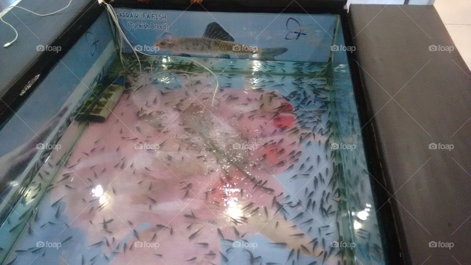 Doctor Fish for Spa treatment
