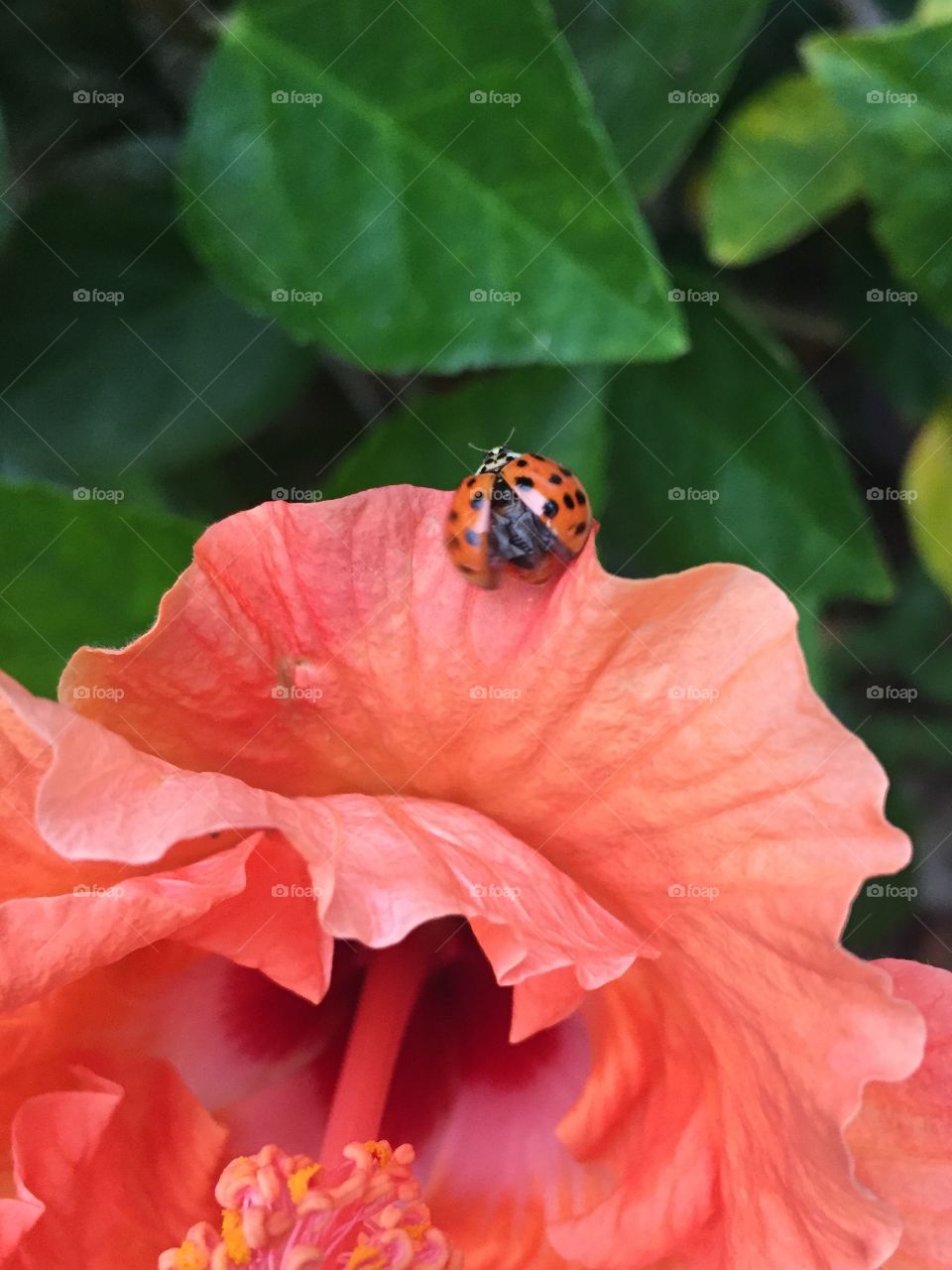 Ladybug wings