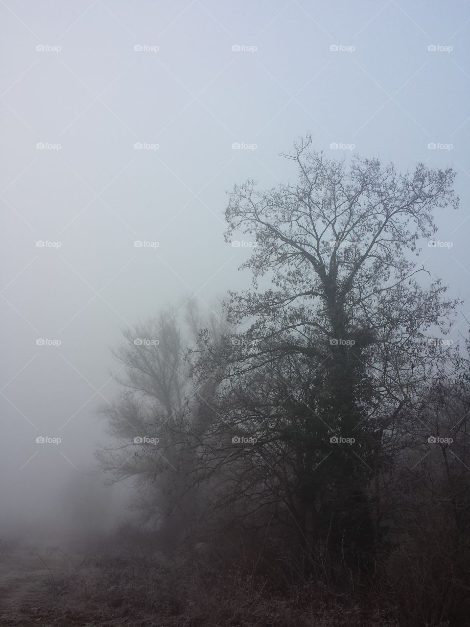 Fog, Tree, No Person, Landscape, Mist