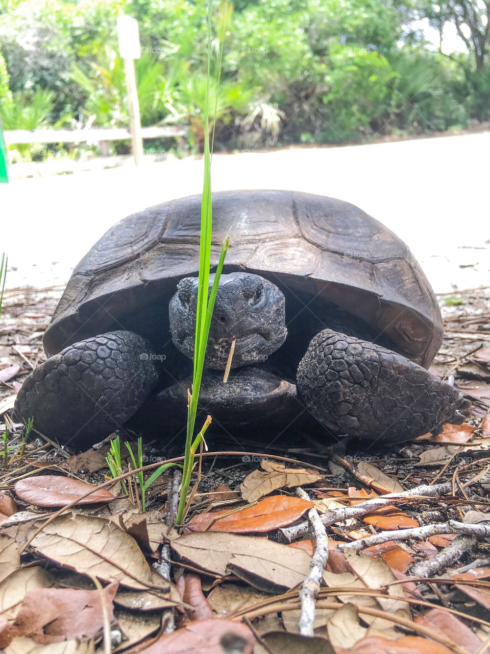 Another gopher turtle grazing in the forest of South Florida 