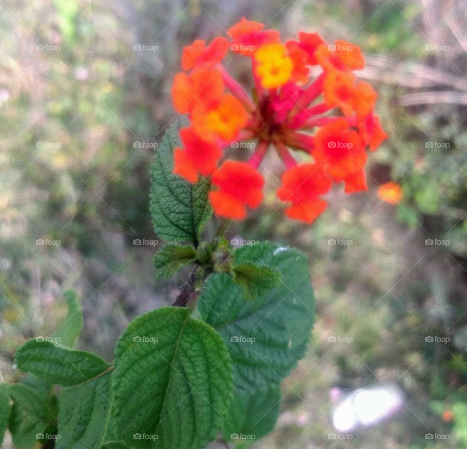 Pretty Wild Flower