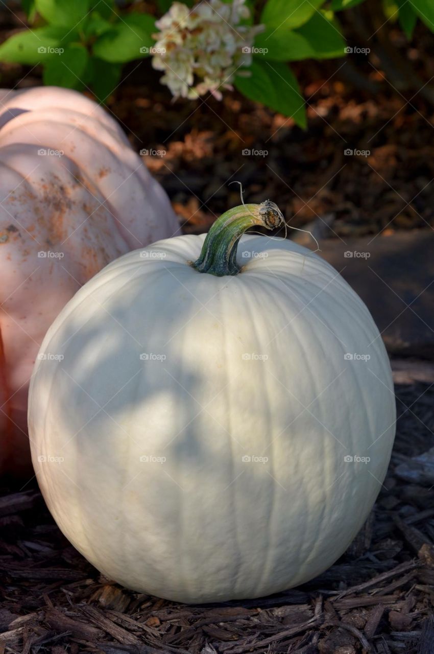 White pumpkin 