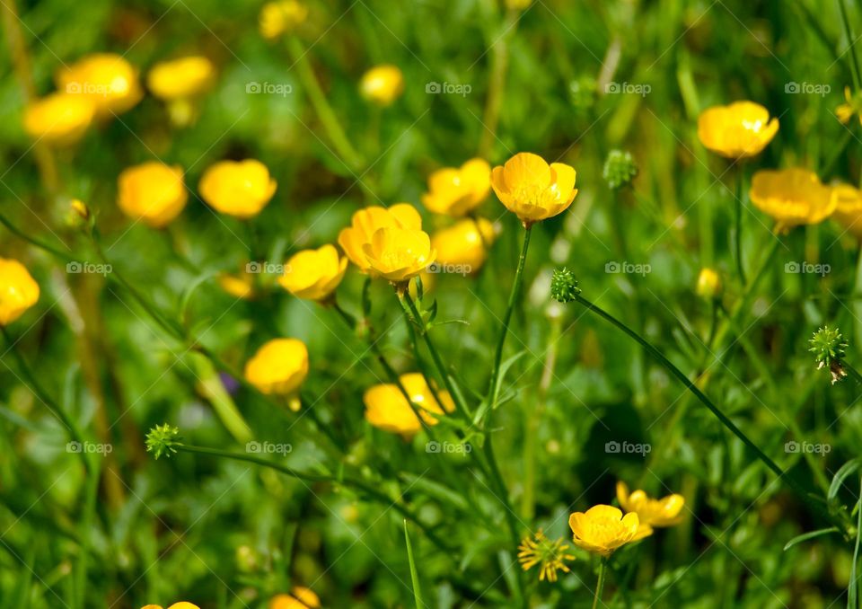 YELLOW SPRING FLOWERS 