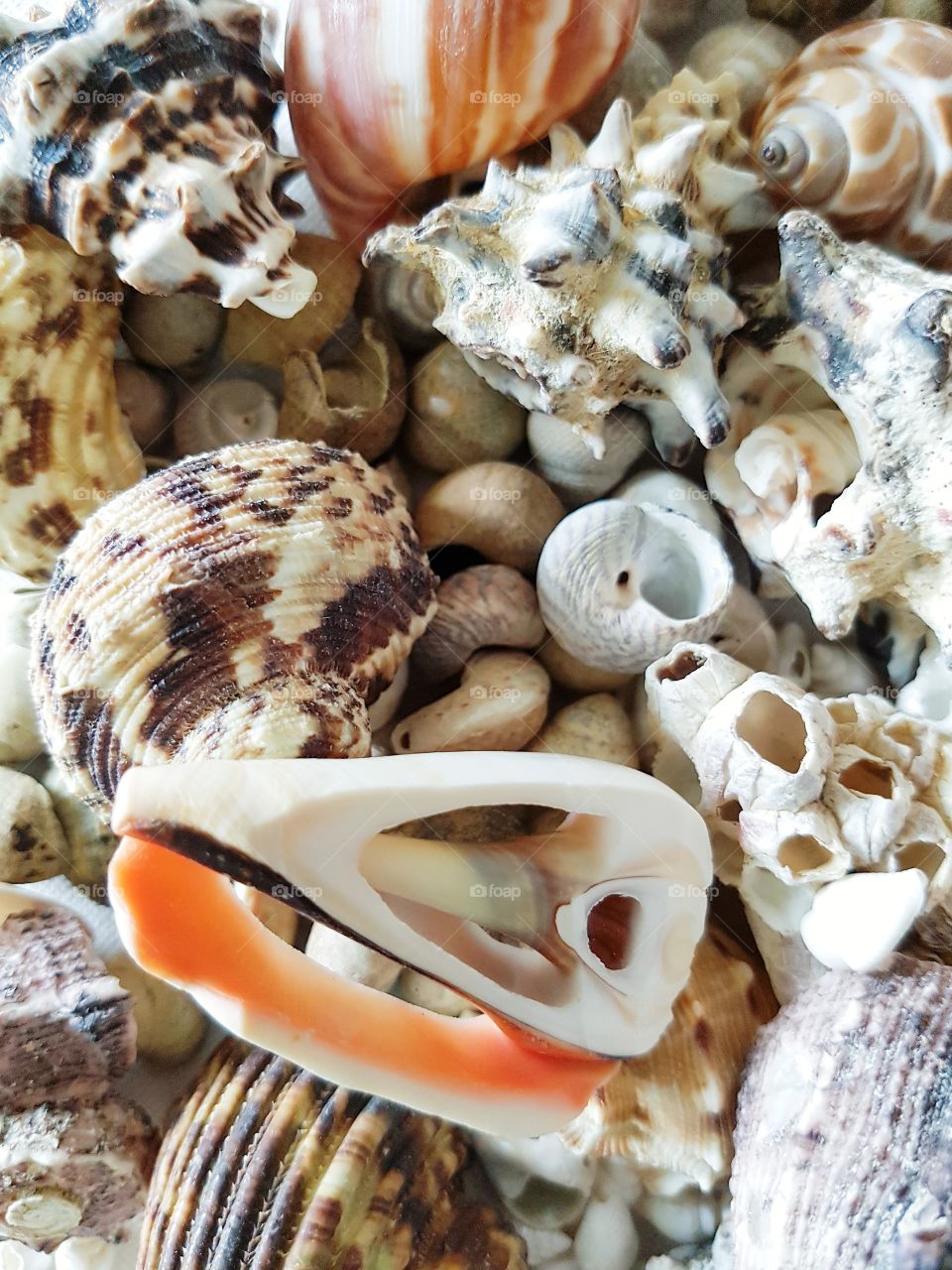 Beautiful selection of unusual seaside shells.