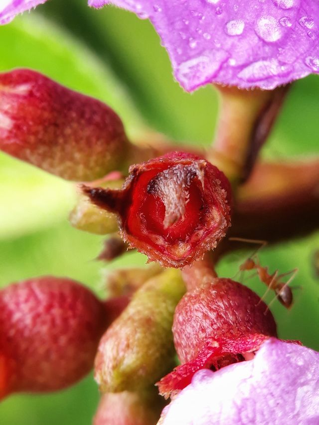 bud