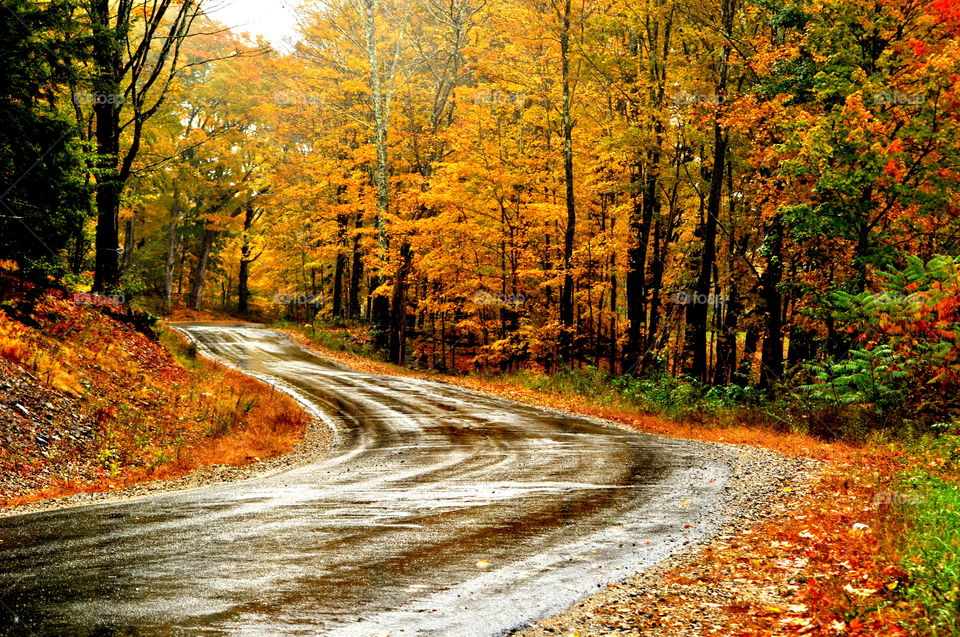 Curved road with autumn trees