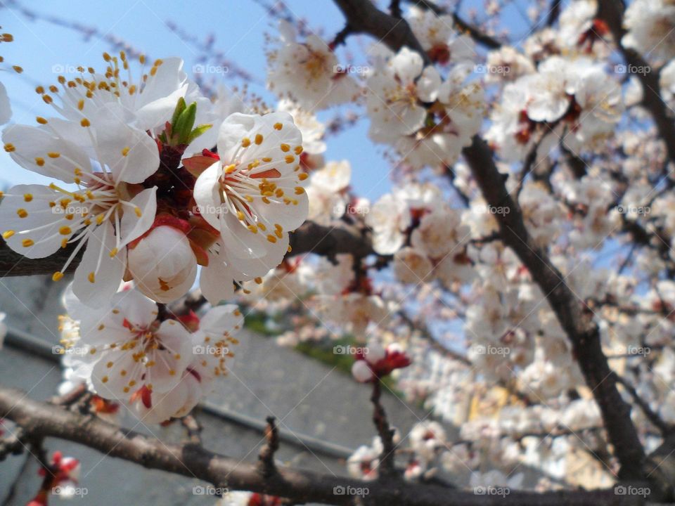 spring tree color apricots