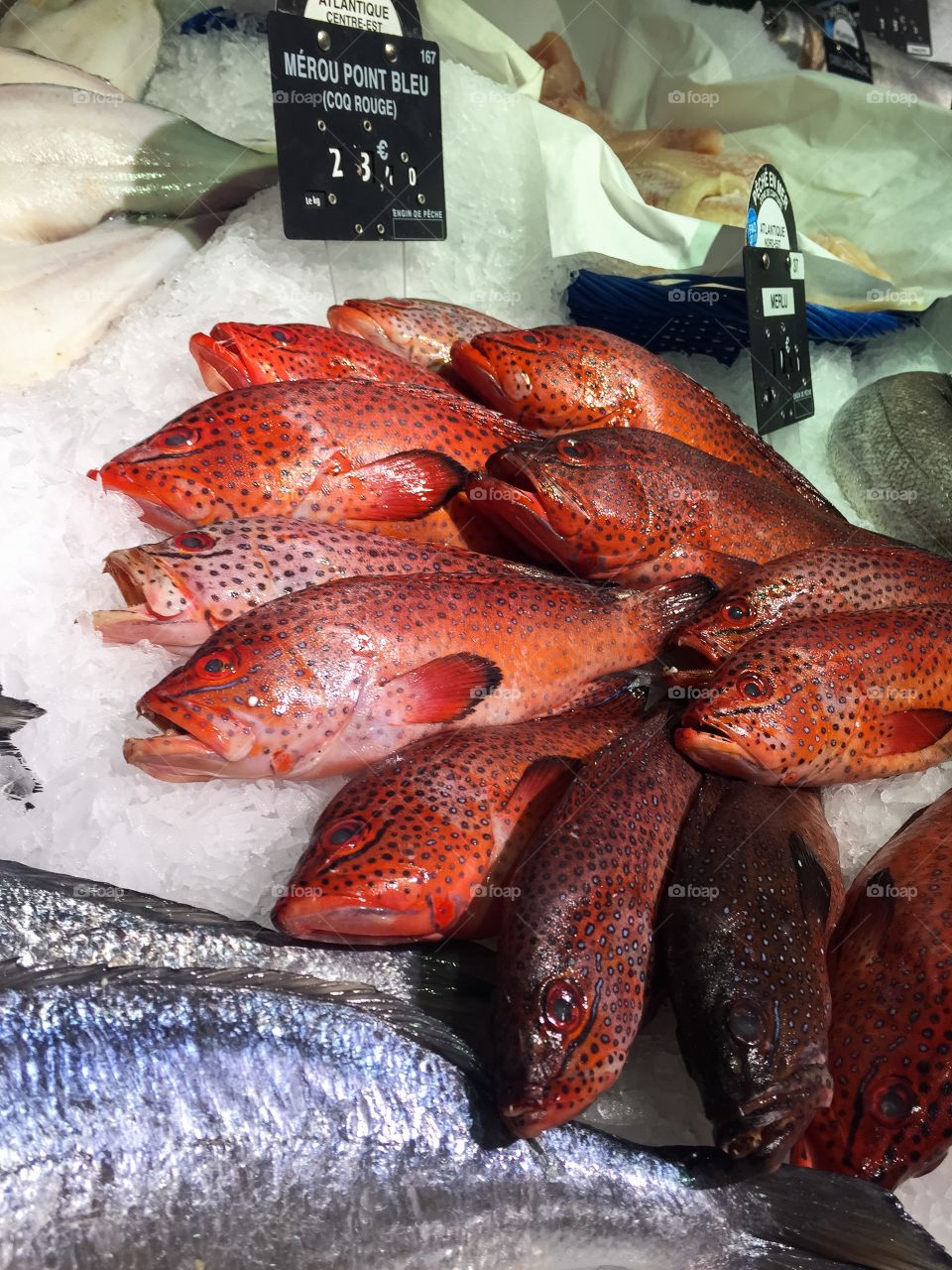 Red snapper at market in Paris