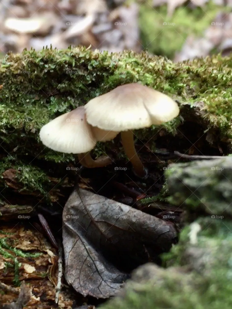 Mushrooms