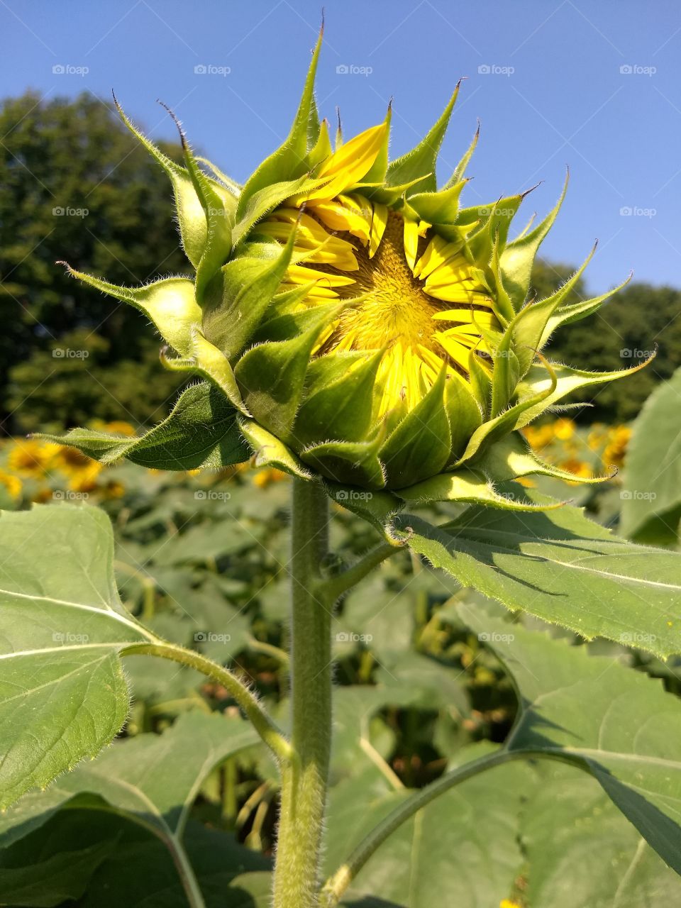 new budding sunflower