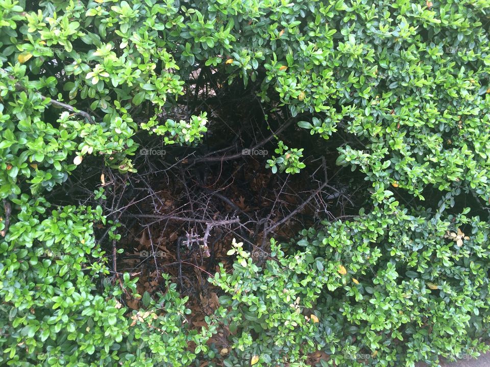 Hole in a bush 