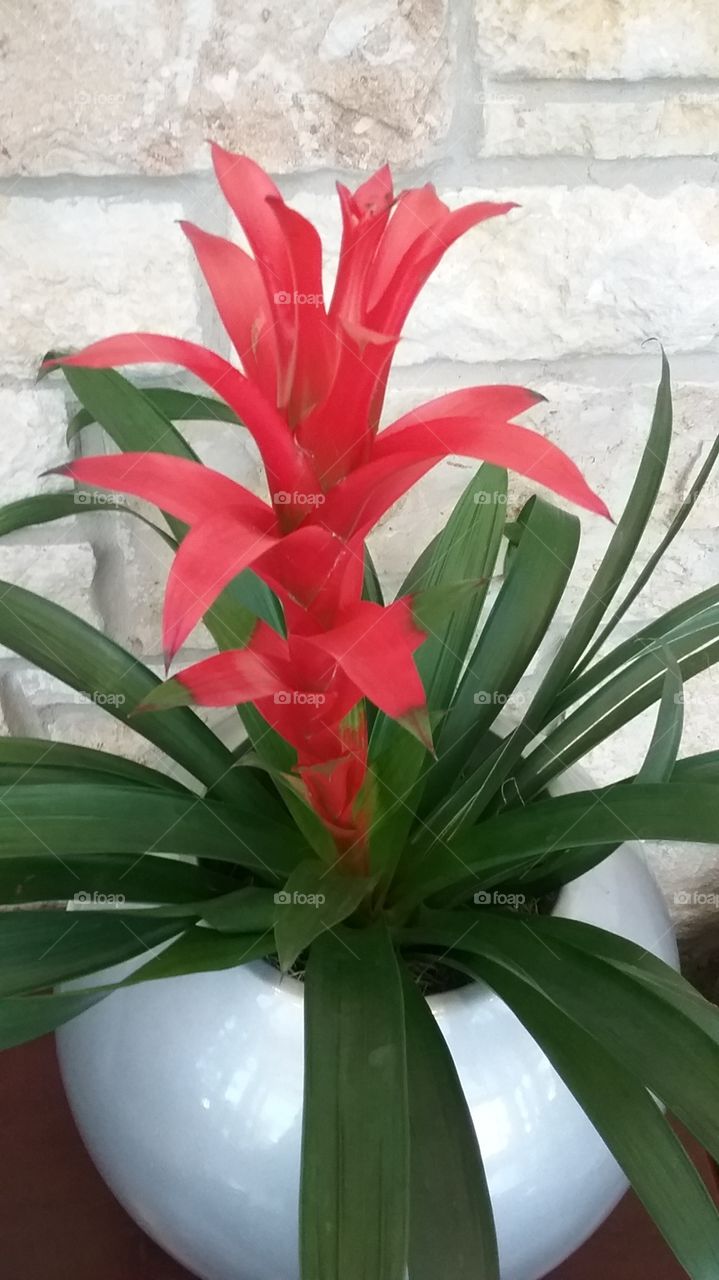 tropical plant