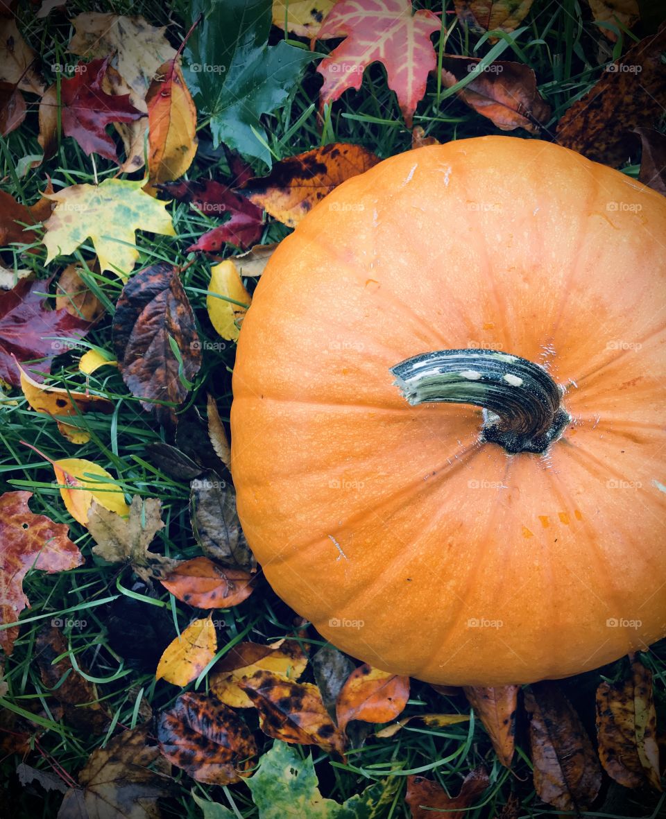 Pumpkin surrounded by autumn leaves