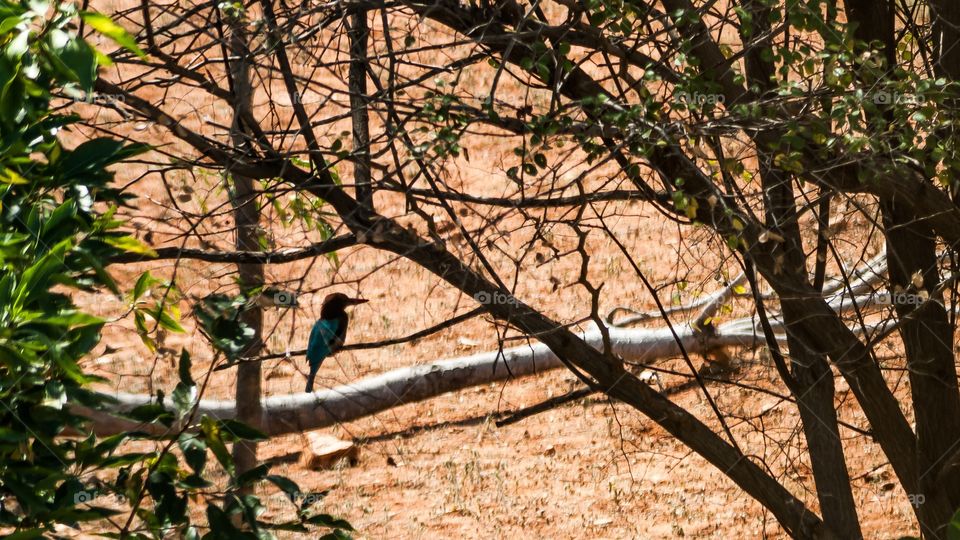 bird and nature 