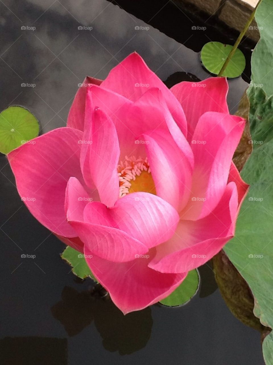 Lotus