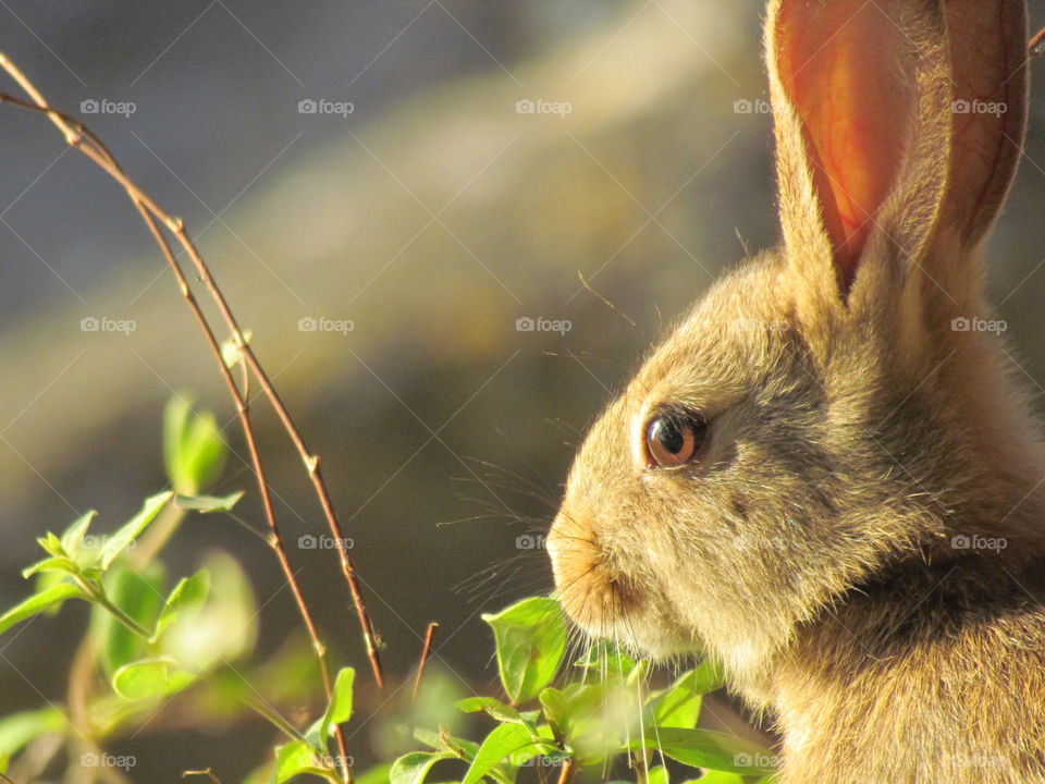 Wild rabbit