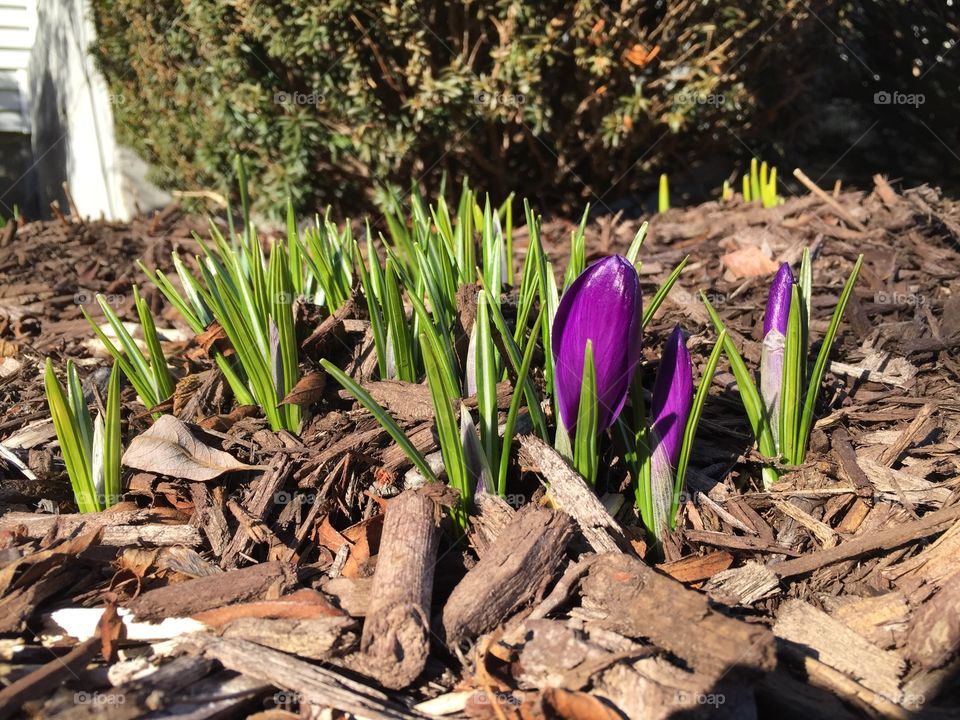 Crocus shoots are always the first sign of spring 🌱