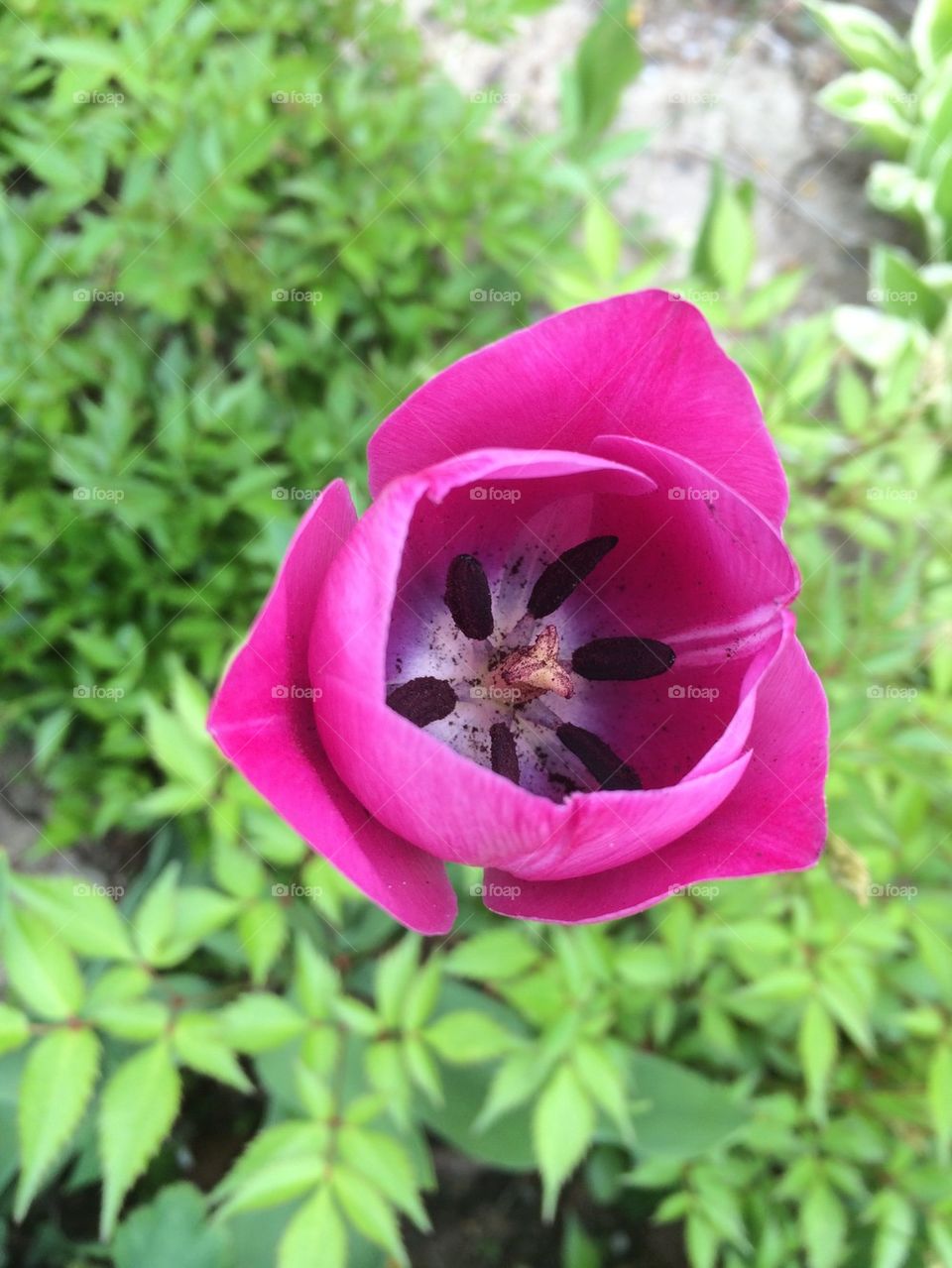 Pink tulip