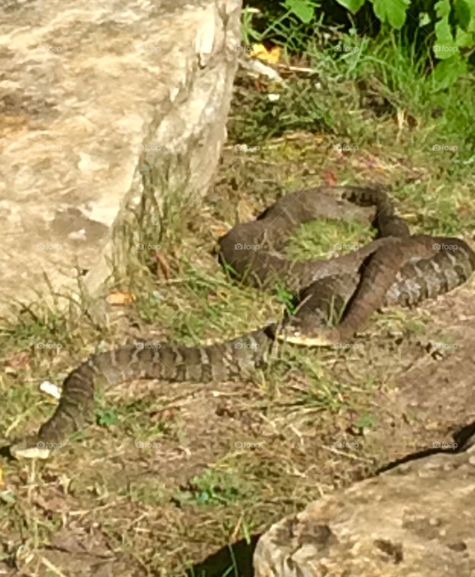 Snakes at Michigan Park