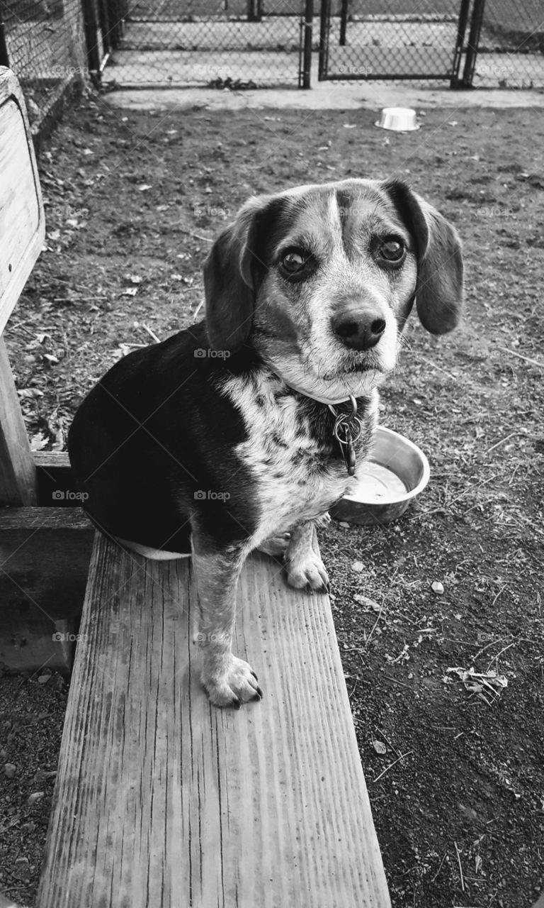 Beagle sitting on wooden bench.