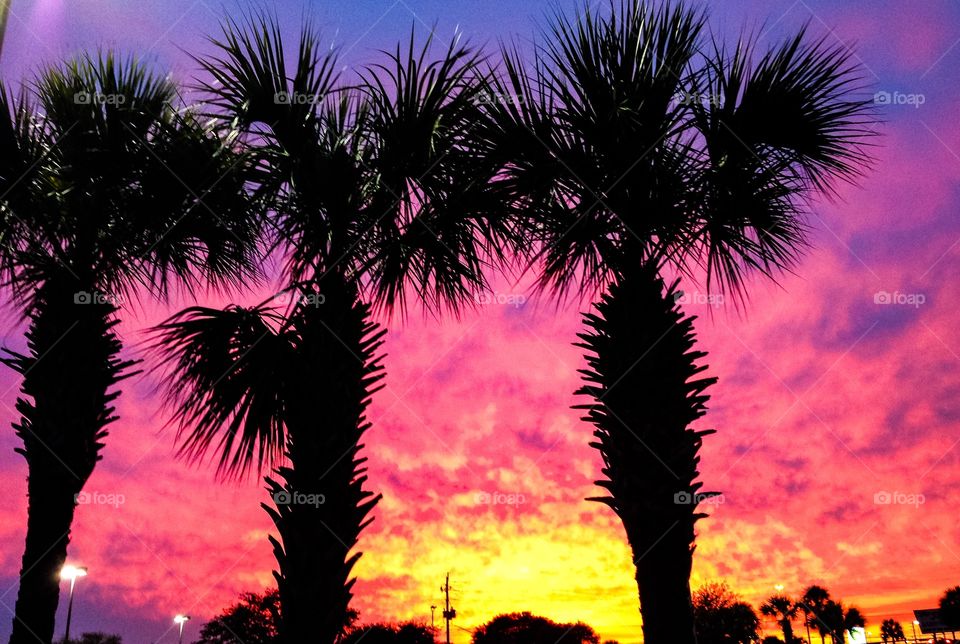 Silhouette of trees against dramatic sky