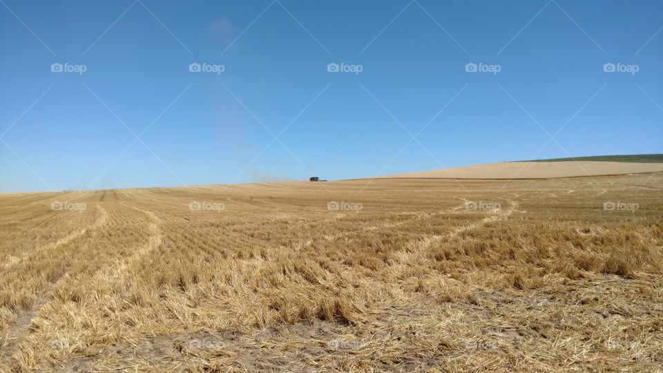 No Person, Landscape, Wheat, Dry, Outdoors