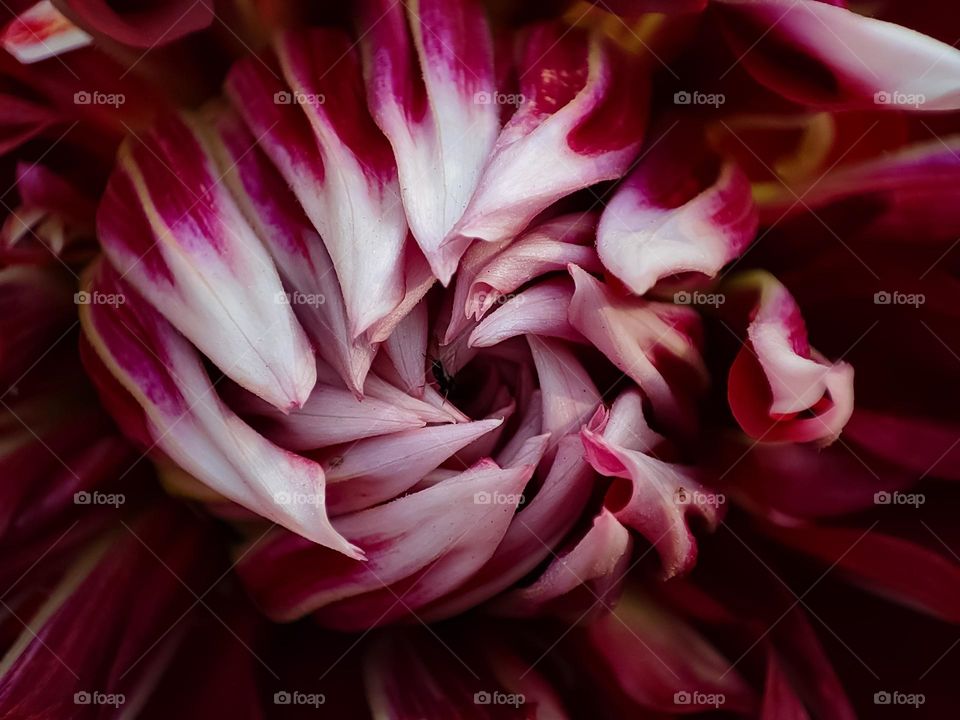 Macro image of a Dalia flower