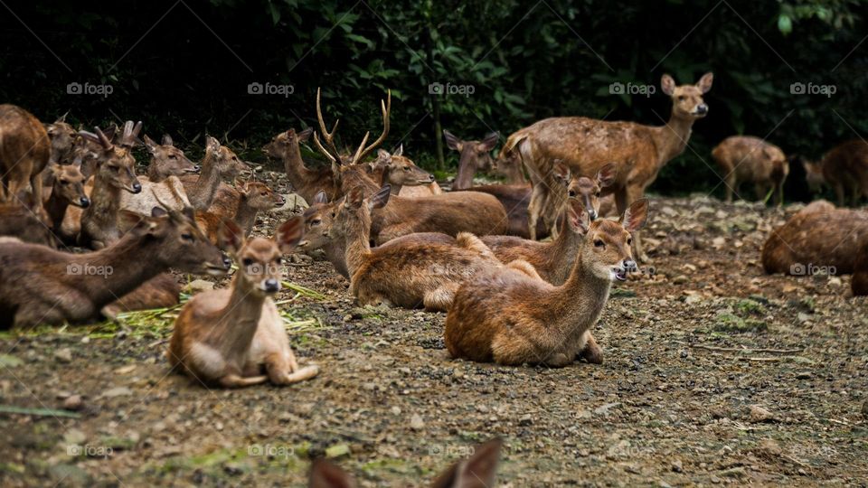 Deer's are take rest and relaxing