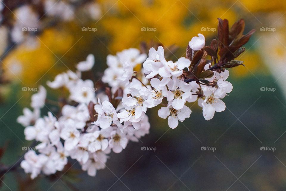 Spring flowers cherry 