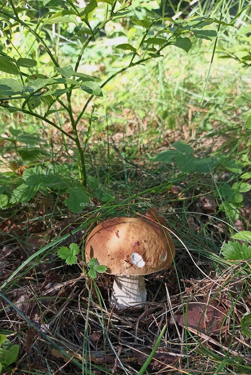 mushroom in the forest growing in ground summer time