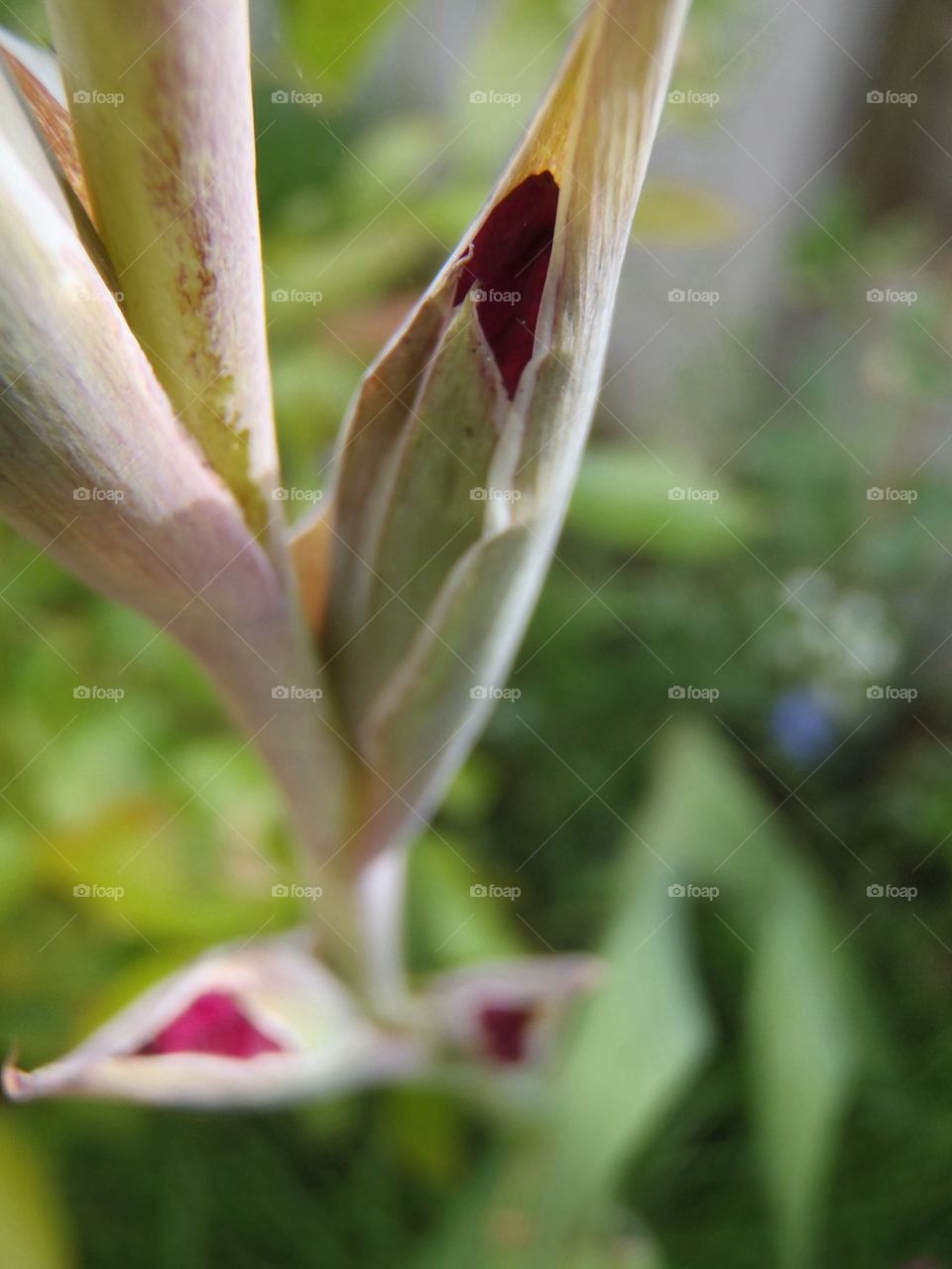 Gladioli burst 