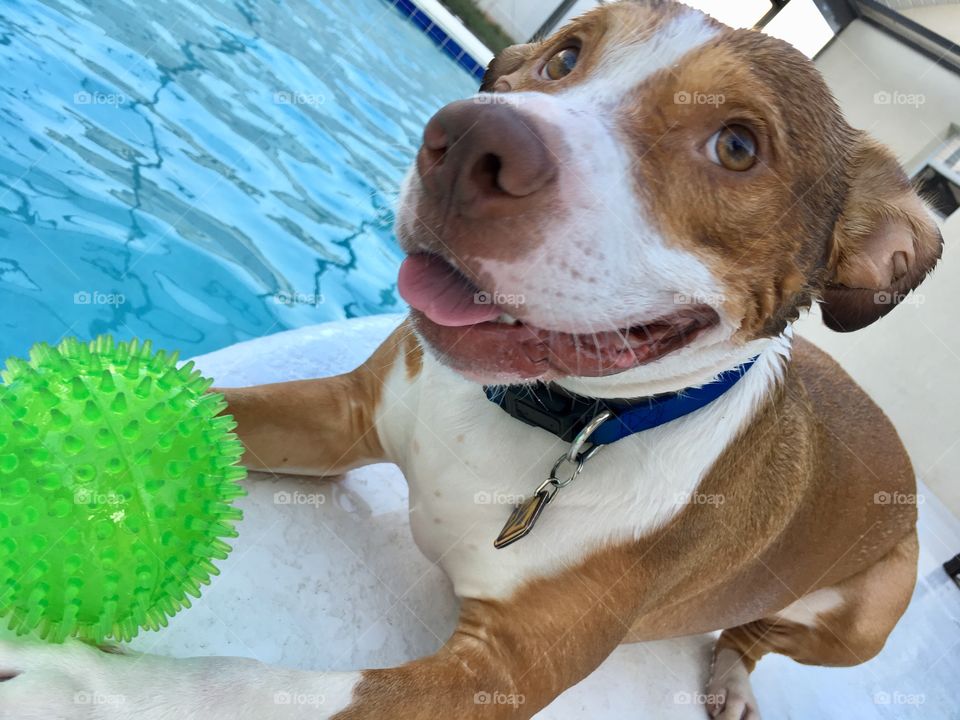 Beautiful rescue pitbull dog playing ball at the pool