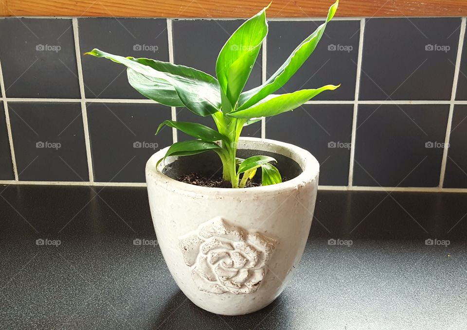 Dwarf Cavendish Banana