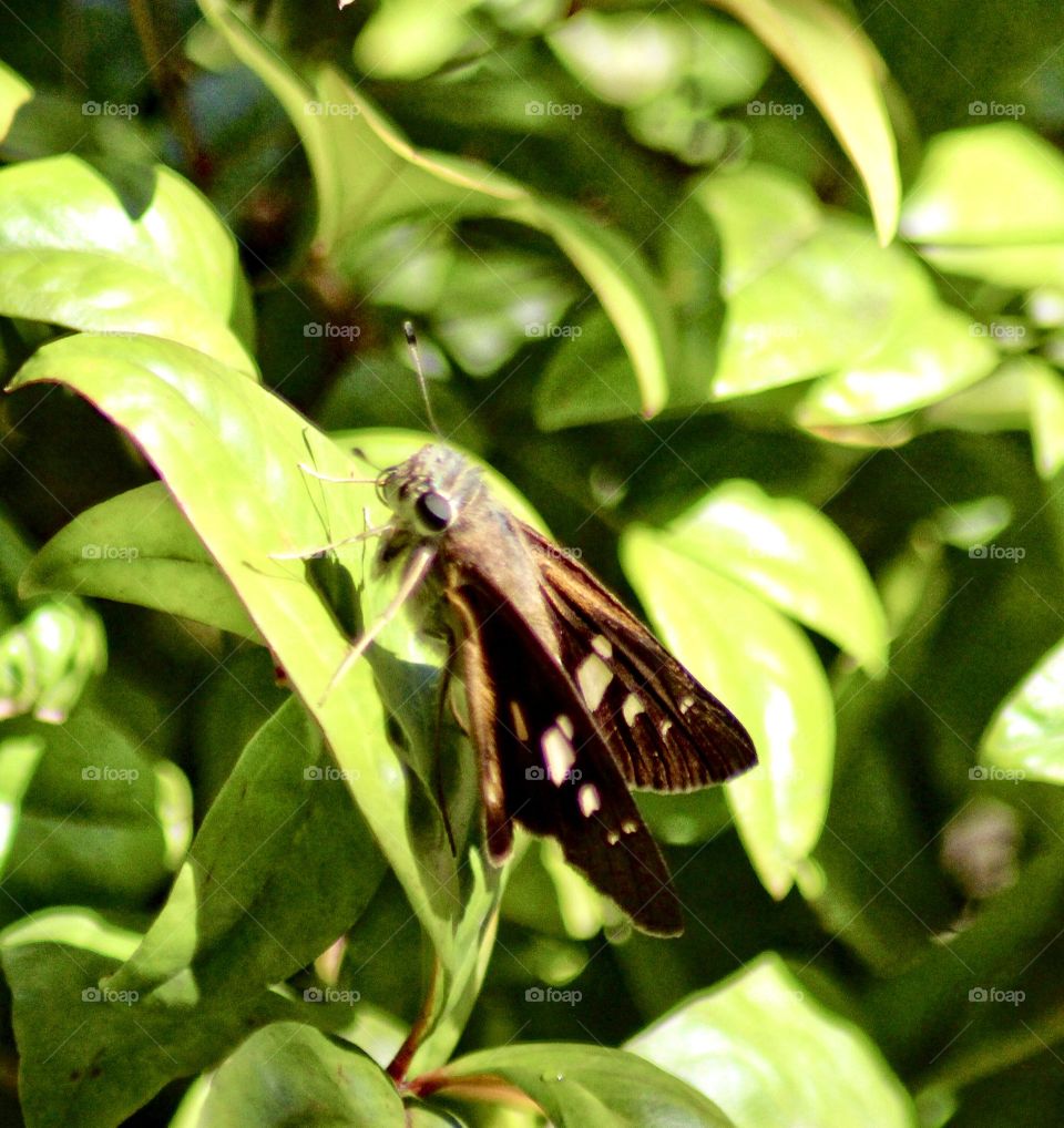 Attracting Butterflies 