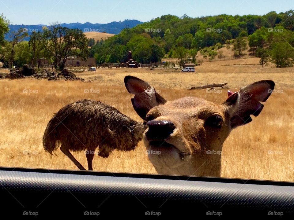 Deer head on an emu's body 