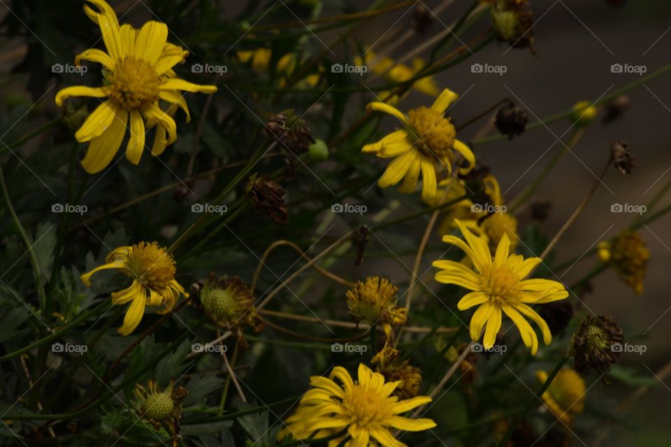 Yellow flowers/Flores amarelas.